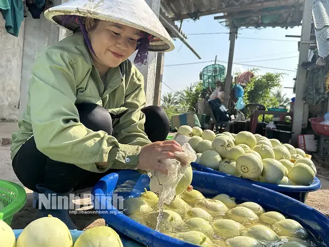 Thời điểm thu hoạch và bảo quản trái dưa lê thần tài