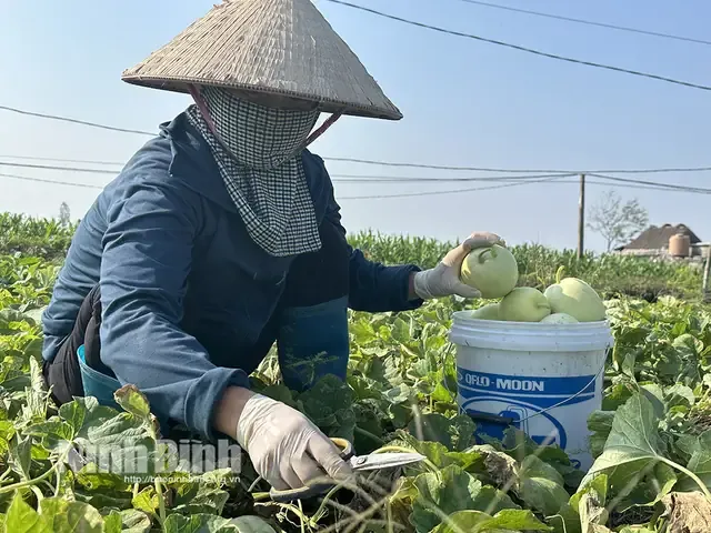 Hệ thống giàn leo và chăm sóc cây dưa lê thần tài