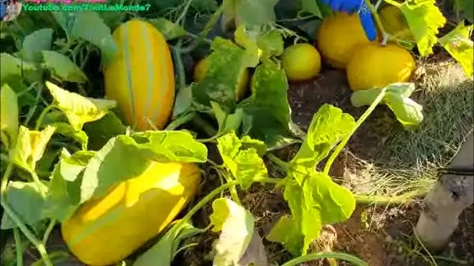 Cách Trồng Chanh Leo Vàng Ngọt Chi Tiết Cho Năng Suất Cao