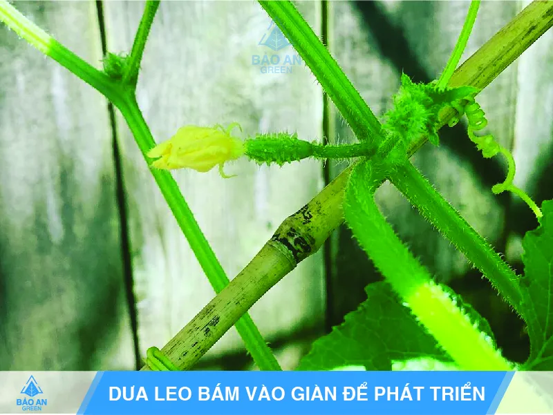 Cây dưa leo bị sâu bệnh hại lá