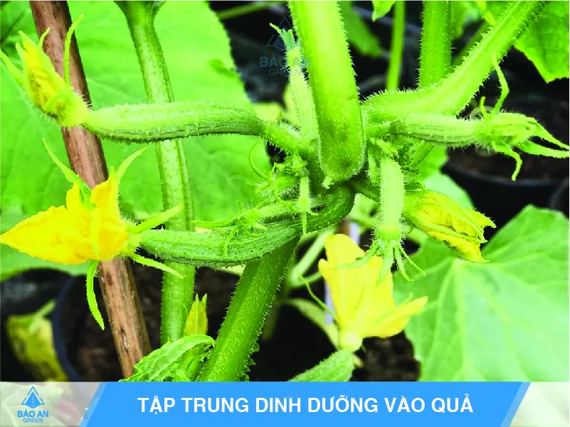 Thụ phấn nhân tạo bằng tay cho hoa dưa leo