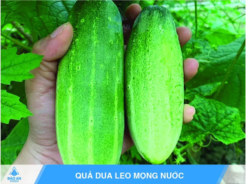 Thu hoạch dưa leo trên giàn