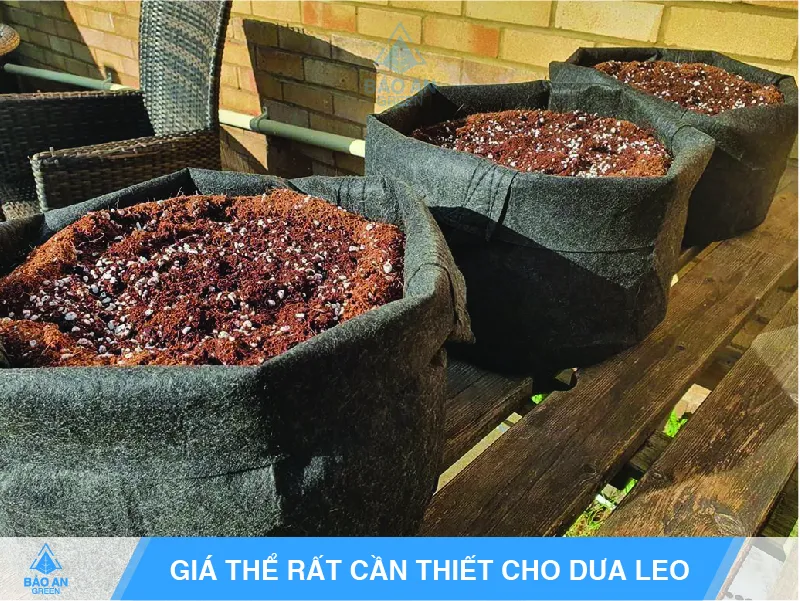 Giá thể trồng dưa leo