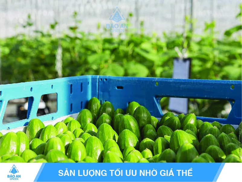 Cây dưa leo trong nhà kính/nhà lưới