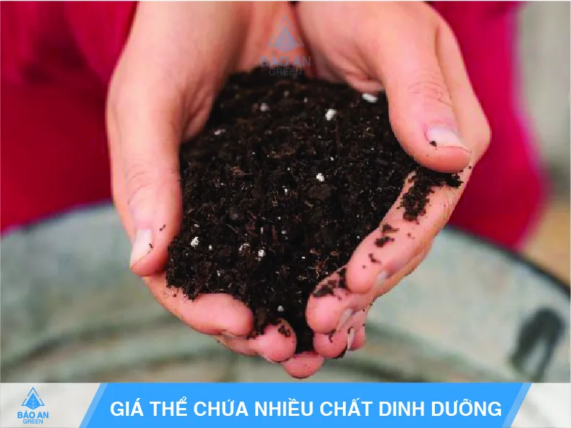 Quy trình chuẩn bị đất trồng dưa leo tại nhà