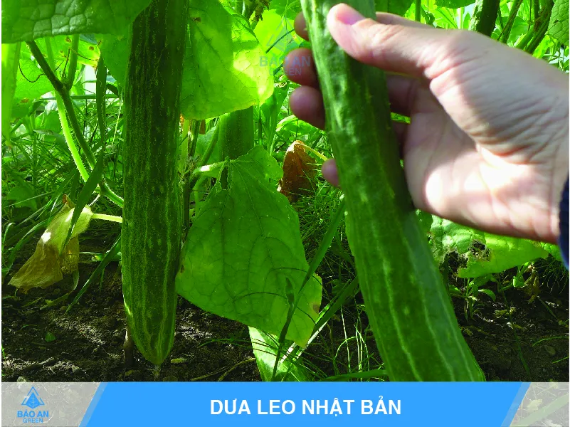 Hạt giống dưa leo đa dạng các loại