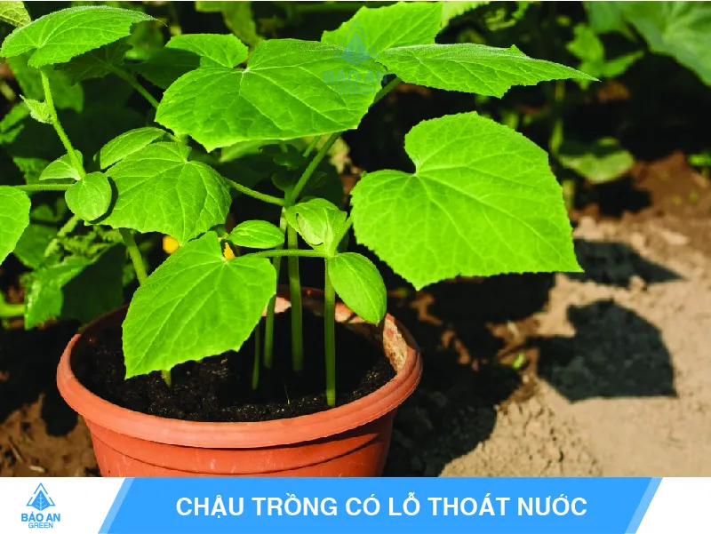 Các loại chậu trồng dưa leo