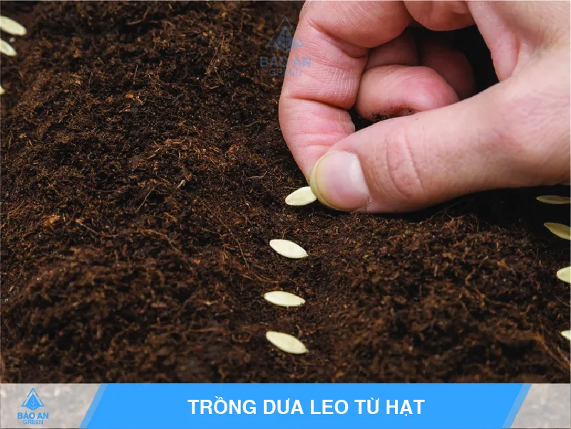 Gieo hạt dưa leo vào chậu nhỏ