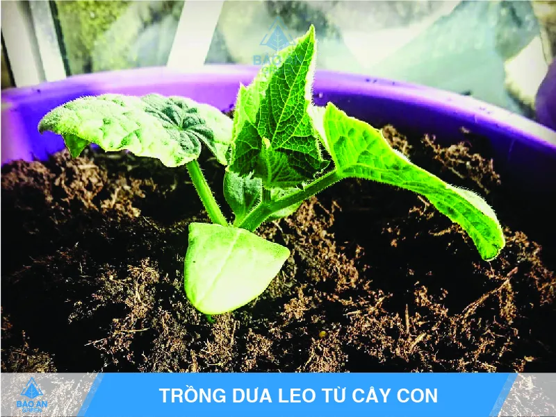 Trồng cây con dưa leo trong chậu lớn