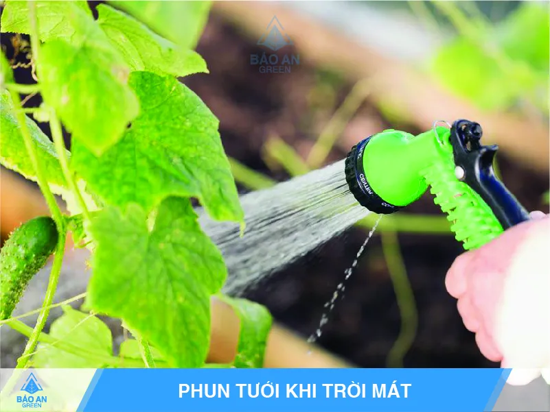 Tưới nước cho dưa leo bằng vòi sen