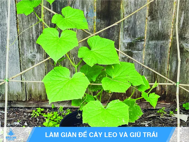 Hình ảnh giàn leo dưa leo