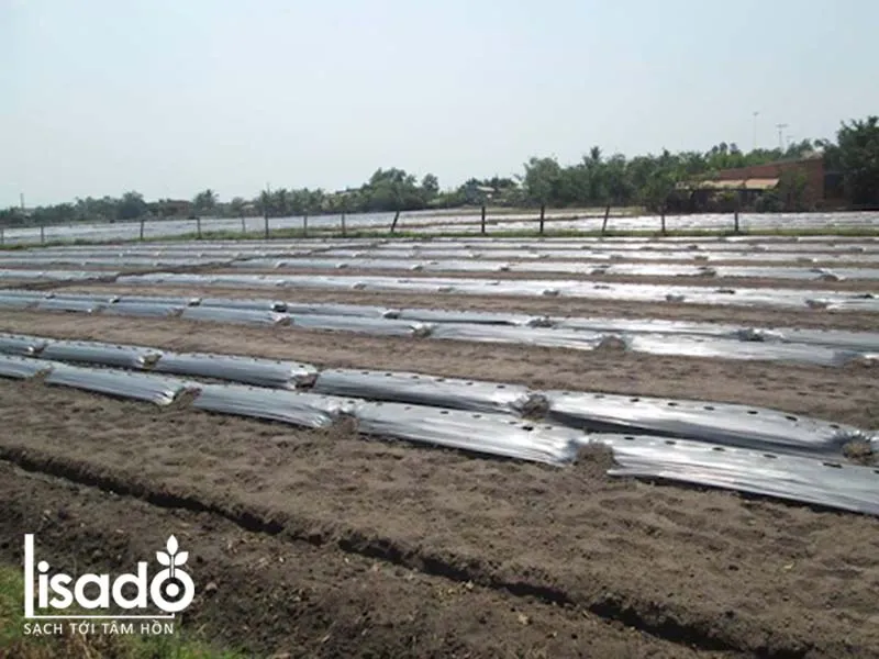 Đất trồng dưa leo đã được che phủ nilon đen đúng kỹ thuật