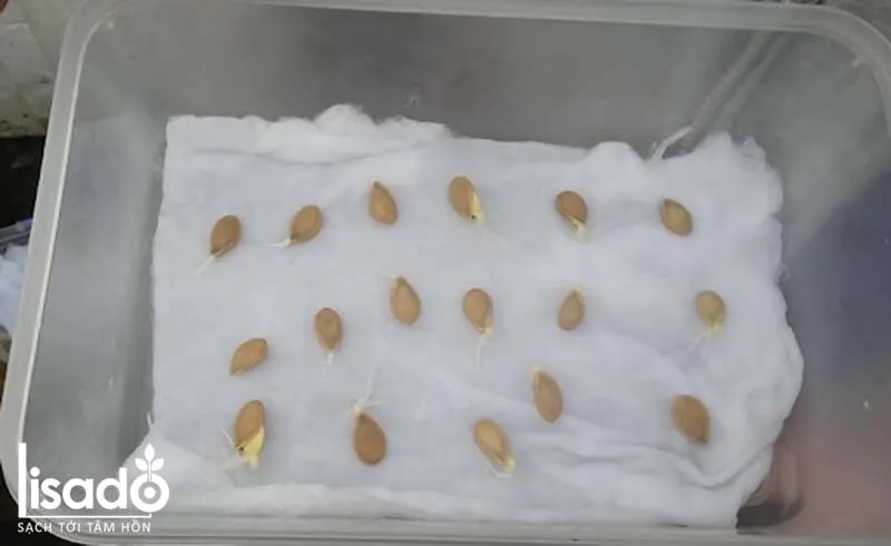 Hạt giống dưa leo bắt đầu nảy mầm và nứt nanh sau khi ủ đúng kỹ thuật