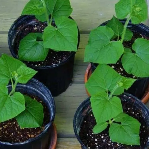 Trồng cây dưa leo con vào thùng xốp