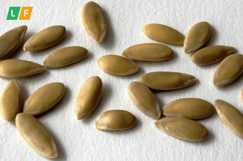 Hạt giống dưa lưới đã được chuẩn bị sẵn sàng cho việc ươm trồng