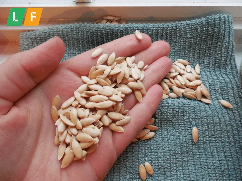 Ươm hạt giống dưa lưới trong bầu đất chuyên dụng để đảm bảo cây con phát triển khỏe mạnh