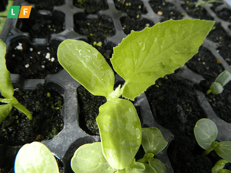 Cây dưa lưới con được gieo cẩn thận vào hố đất mới để bắt đầu giai đoạn sinh trưởng