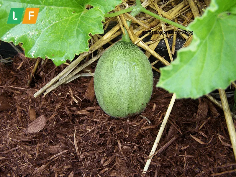 Bón phân định kỳ theo từng giai đoạn phát triển là chìa khóa để cây dưa lưới đạt năng suất cao