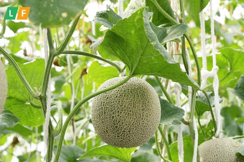 Dưa lưới đã đạt đến quá trình thu hoạch, thể hiện lớp lưới dày và màu sắc đặc trưng