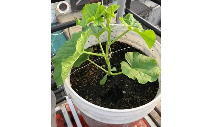 Chậu trồng và cây dưa lưới đang phát triển thân leo