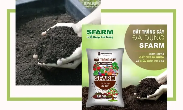 Trồng dưa lưới bằng phương pháp leo giàn ngoài trời cho năng suất cao