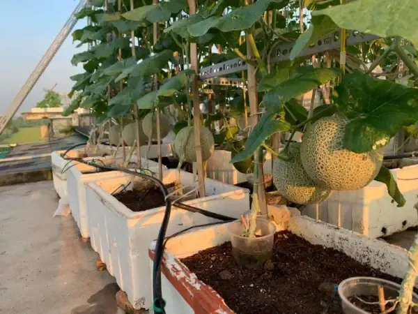 Thiết kế giàn leo dưa lưới bằng ống tre và lưới nilon