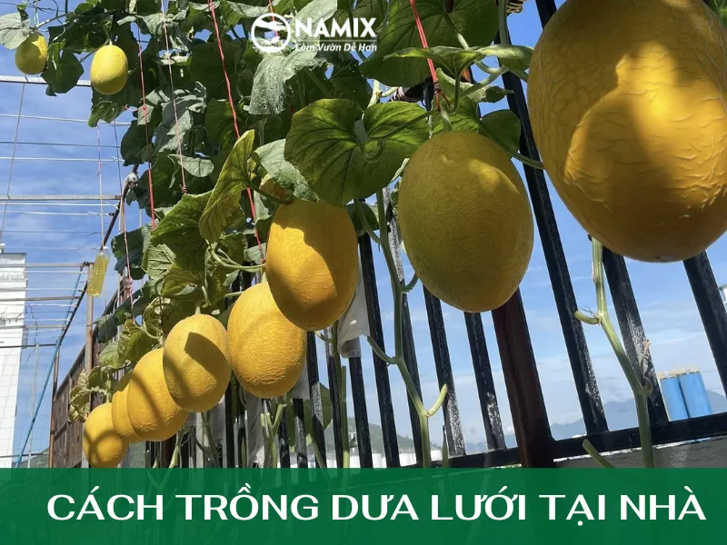 Cách Trồng Dưa Lưới Tại Nhà