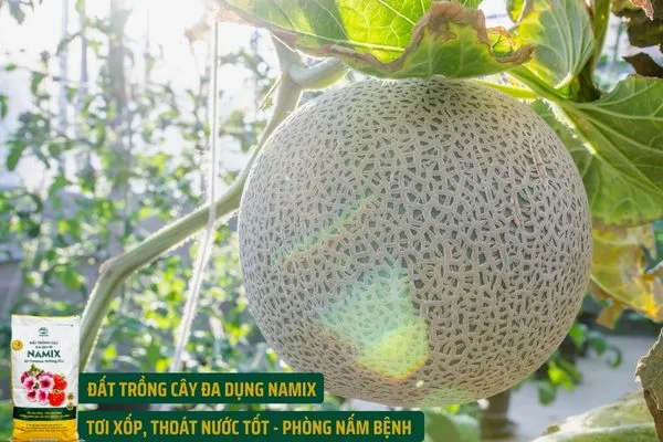 Trồng Dưa Lưới Trong Chậu Kỹ Thuật Cao