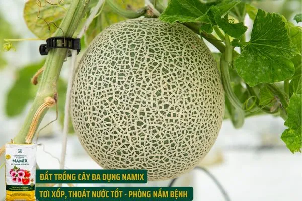 Trồng Dưa Lưới Trong Thùng Xốp Treo Giàn