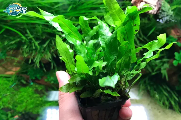 Kỹ thuật chăm sóc cách trồng dương xỉ mỹ nhân, cây xanh tươi được đặt trong nhà