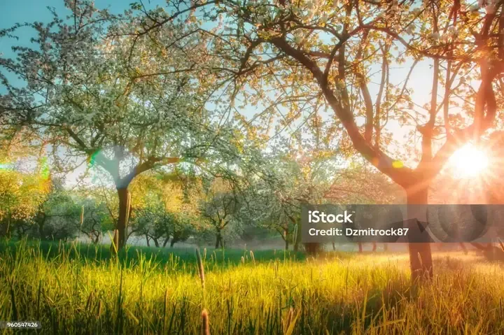 Kiểm soát nhiệt độ và cung cấp ánh sáng đủ cho cây hoa hồng ngoại sau khi trồng