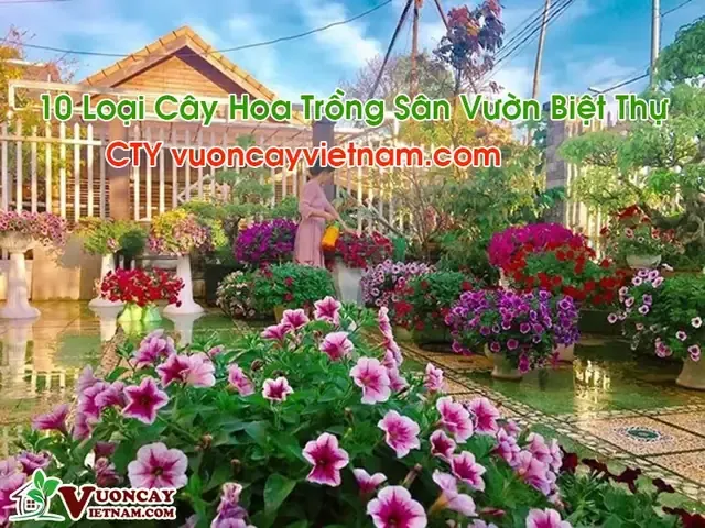 Pha trộn giá thể tơi xốp, thoát nước tốt cho gốc hoa hồng ngoại