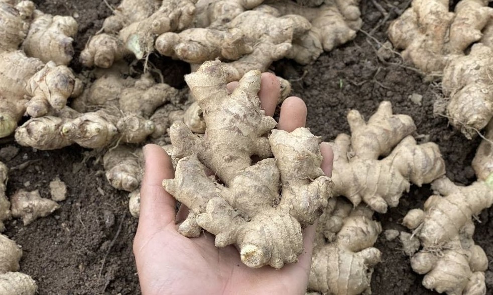 Cách Trồng Ấu Từ Củ: Kỹ Thuật Chuyên Sâu Tại Nhà Đạt Năng Suất Cao