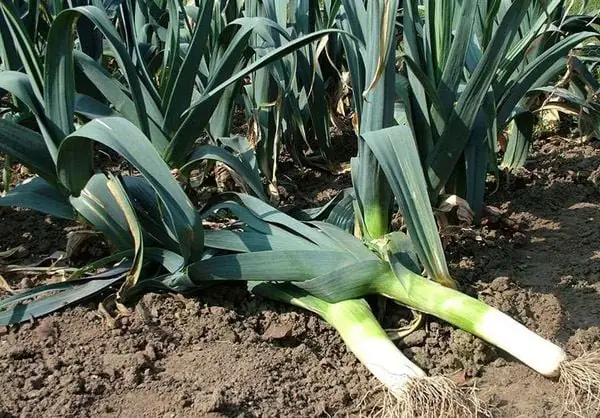 Cách Trồng Hành Baro: Kỹ Thuật Chuẩn Cho Năng Suất Cao Tại Vườn Nhà