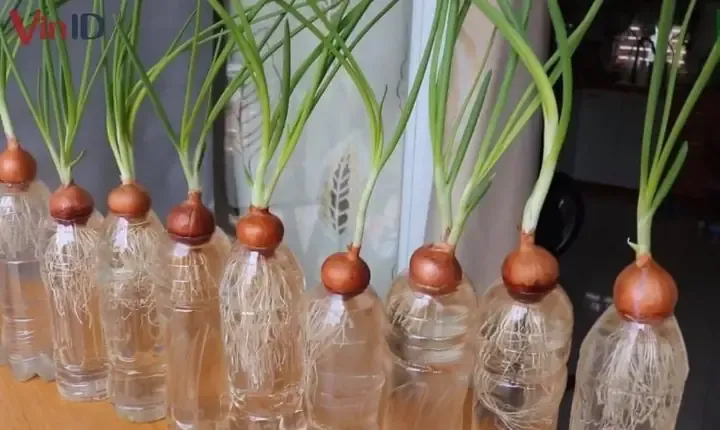 Trồng hành lá từ rễ trong chai nhựa tái chế