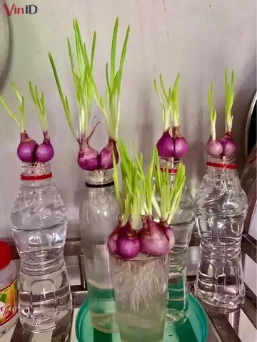 Các bước thực hiện cách trồng hành lá từ rễ đơn giản tại nhà