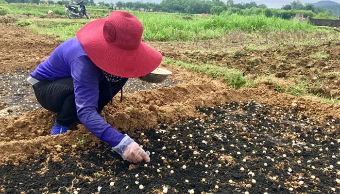 Các Bước Thực Hiện Cách Trồng Hành Tăm Hiệu Quả Tại Nhà