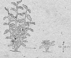 Quy trình tỉa cành và tạo hình cho cây chè xanh tại vườn