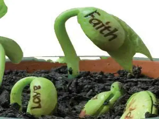 Một luống đất đã được chuẩn bị sẵn sàng cho việc trồng hạt đậu thần kỳ