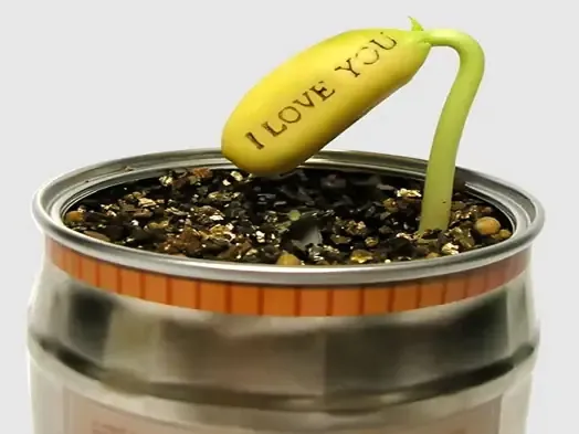 Hạt đậu thần kỳ đã được ngâm ủ và sẵn sàng cho quá trình gieo trồng