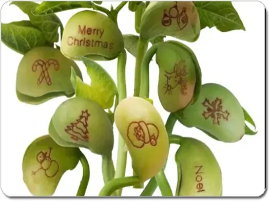 Cây đậu thần kỳ đang leo giàn trong vườn, minh họa cách trồng đậu đạt năng suất cao