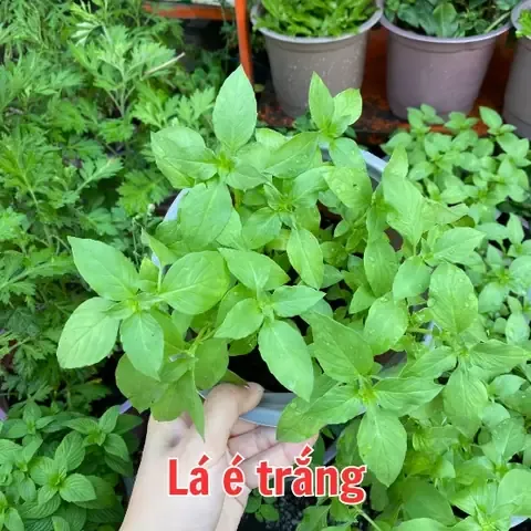 Hình ảnh quá trình thu hoạch húng quế lấy hạt é