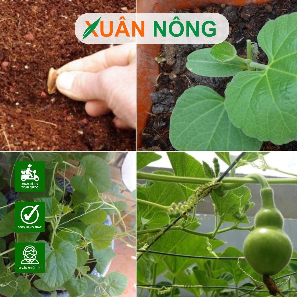 Cách Trồng Dưa Chuột Trên Sân Thượng Đạt Năng Suất Cao Nhất