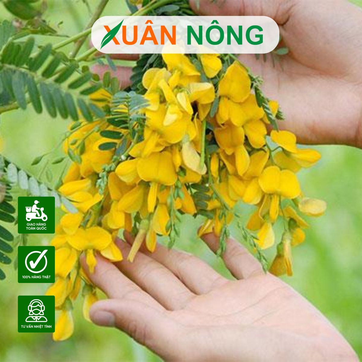 Cách Trồng Bông Điên Điển Đạt Năng Suất Cao Ngay Tại Nhà Cách Trồng Bông Điên Điển Đạt Năng Suất Cao Ngay Tại Nhà