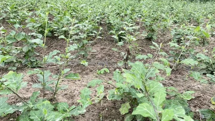 Kỹ thuật làm giàn leo cho cây cà gai leo nhằm tối ưu không gian phát triển