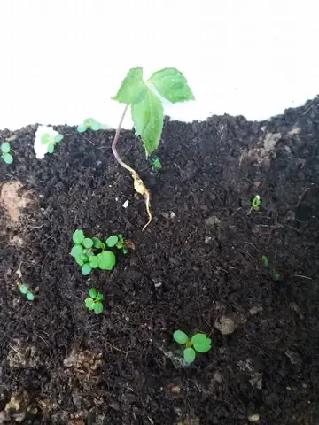 Hạt nhân sâm đã được xử lý chuẩn bị gieo trồng