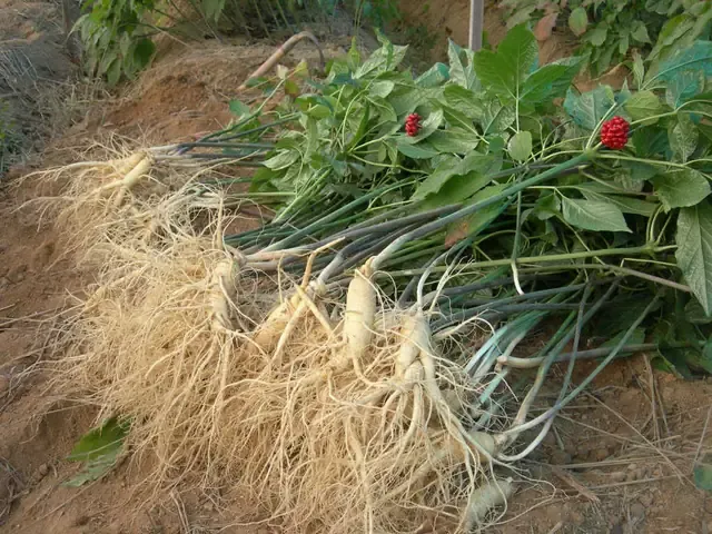 Quá trình chăm sóc và phát triển của cây nhân sâm con