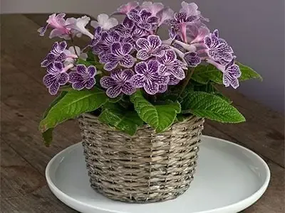 Ý Nghĩa Đặc Biệt Của Hoa Anh Thảo