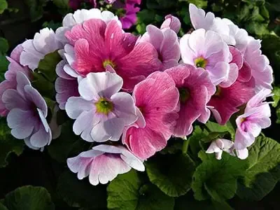 Bí Thuật Trồng Và Chăm Sóc Hoa Anh Thảo Cho Người Mới Bắt Đầu