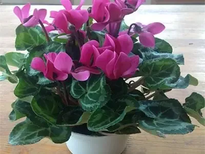 Bạn Đã Biết Gì Về Hoa Anh Thảo Chưa?